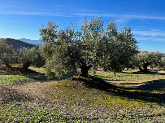 Adopt a centenary olive tree (500ml bottle included)