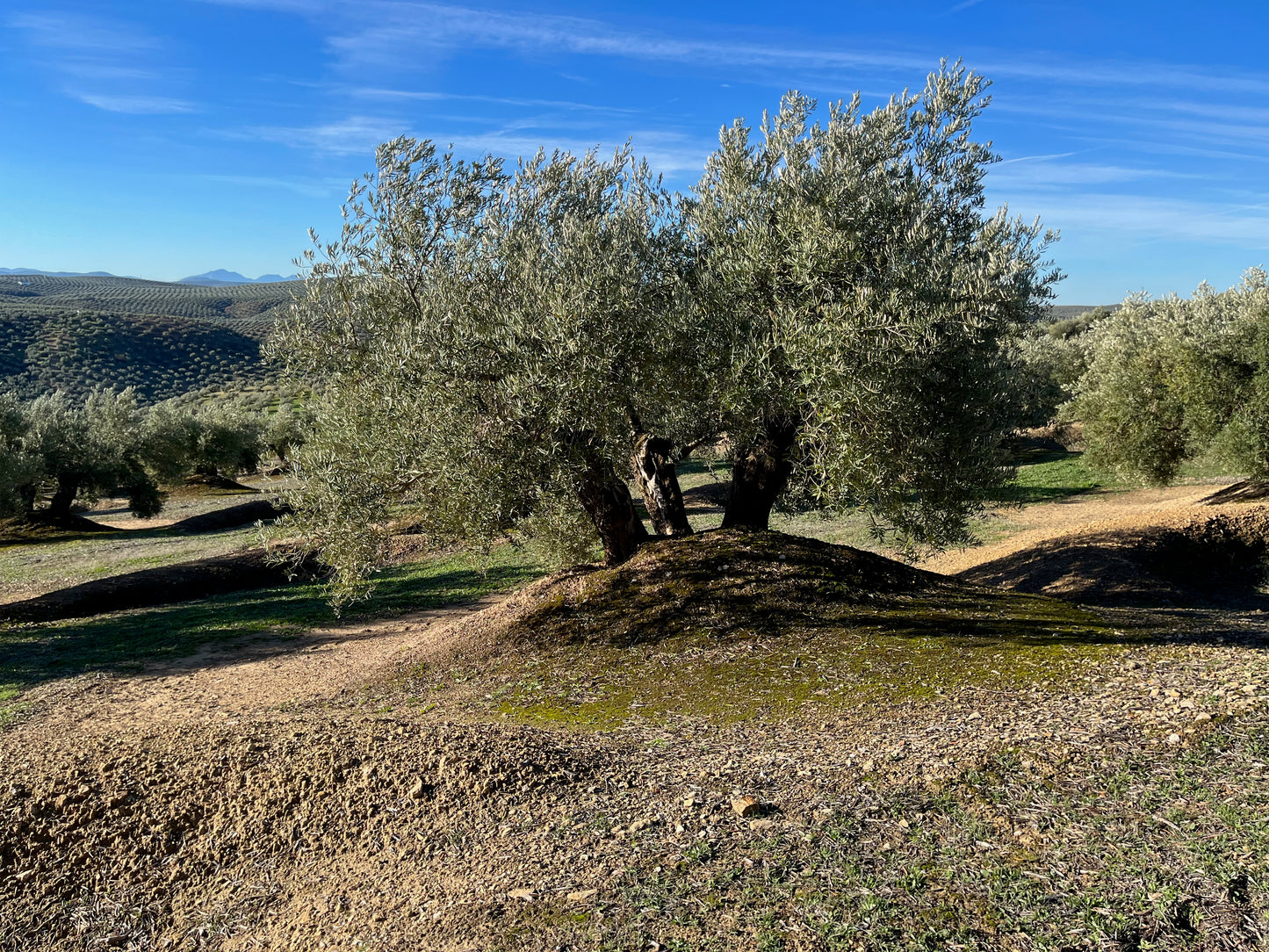 Adopt a centenary olive tree (500ml bottle included)