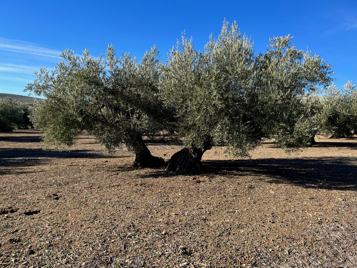 Adopt a centenary olive tree (500ml bottle included)