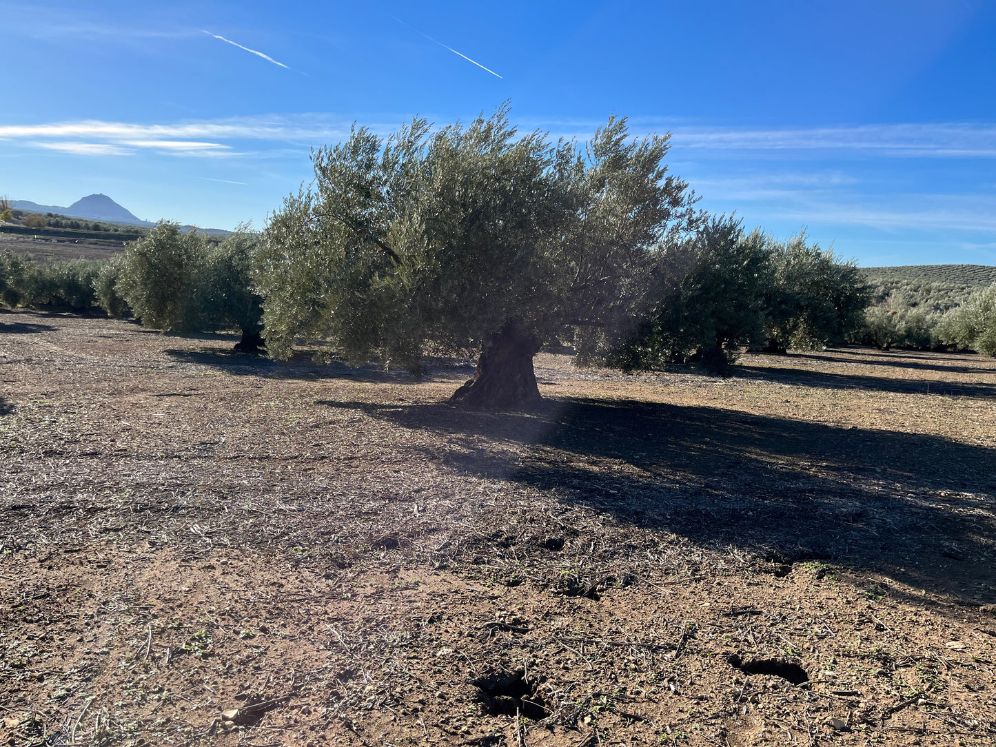 Adopt a centenary olive tree (500ml bottle included)