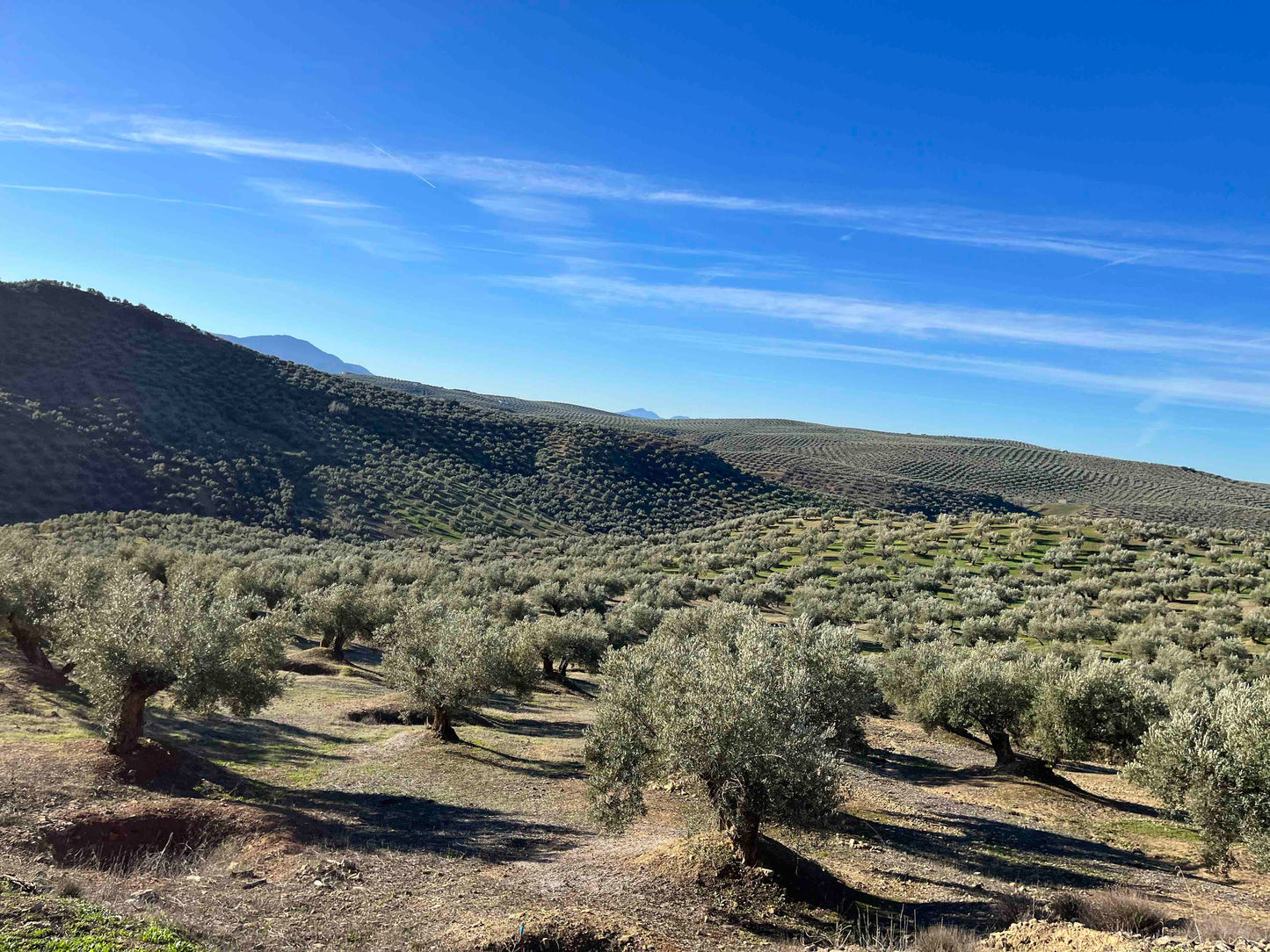 Adopt a centenary olive tree (500ml bottle included)